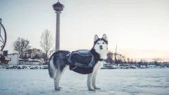 Non-stop Dogwear AmundsenGray/Black