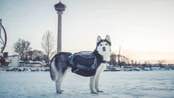 Non-stop Dogwear AmundsenGray/Black