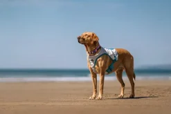Non-stop Dogwear Cooling Vest Light gray/Teal
