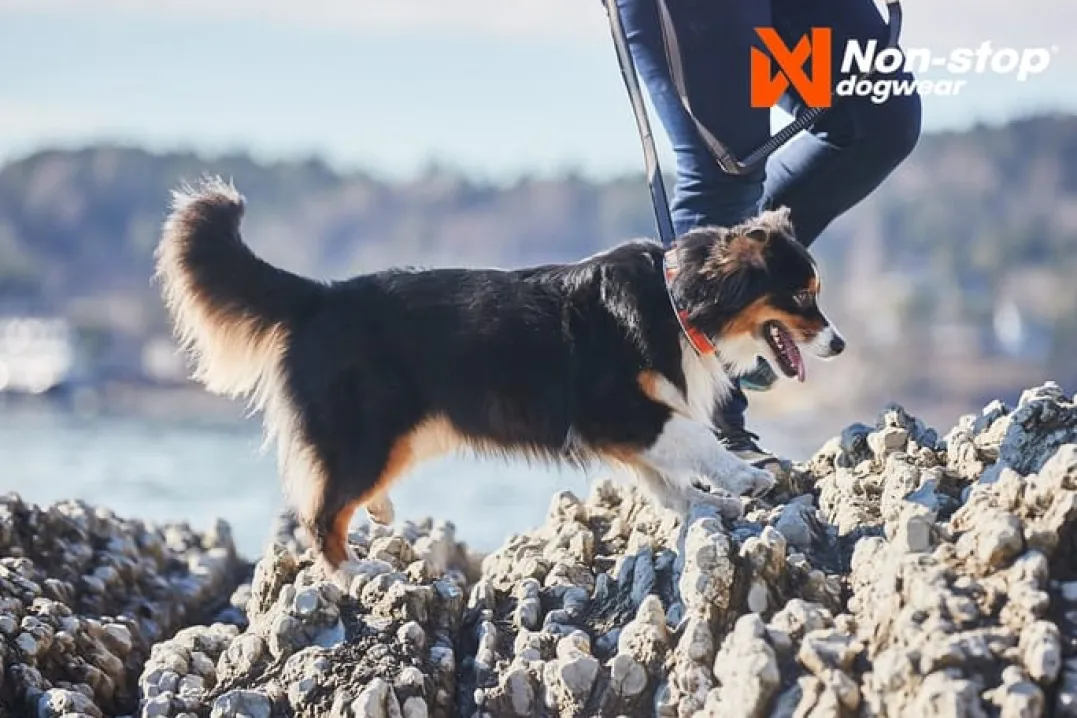 Non-stop Dogwear Cruise Collar Orange