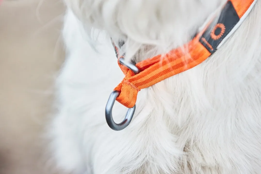 Non-stop Dogwear Cruise Collar Orange