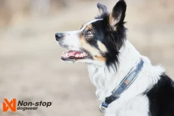Non-stop Dogwear Cruise Collar Orange