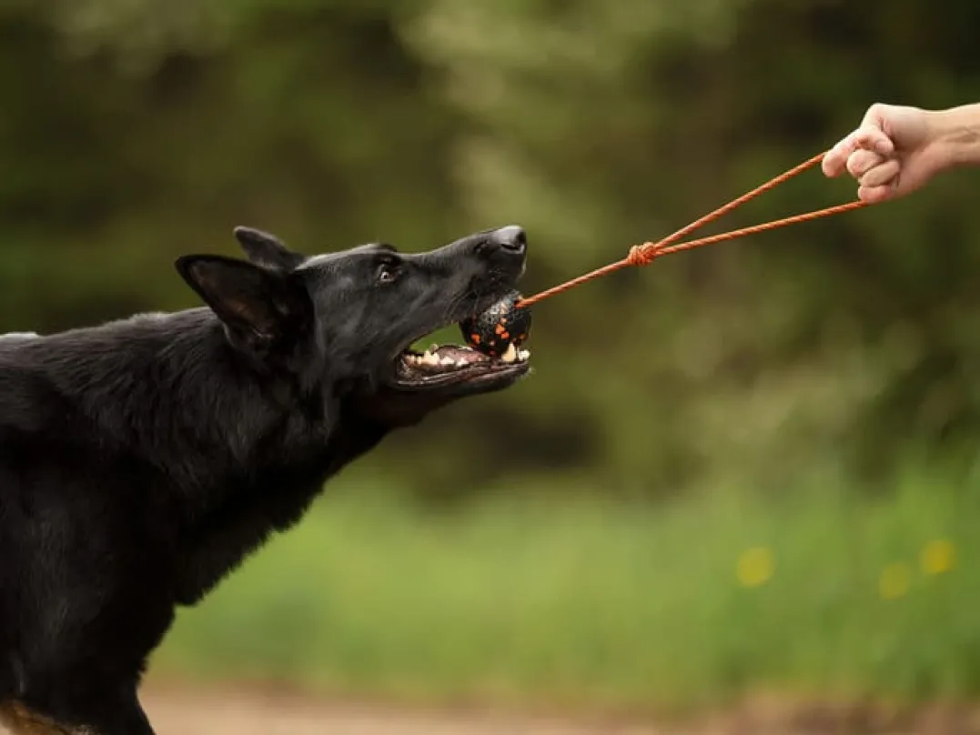 Non-stop Dogwear Dog Ball On Rope 60x60mm Orange/black