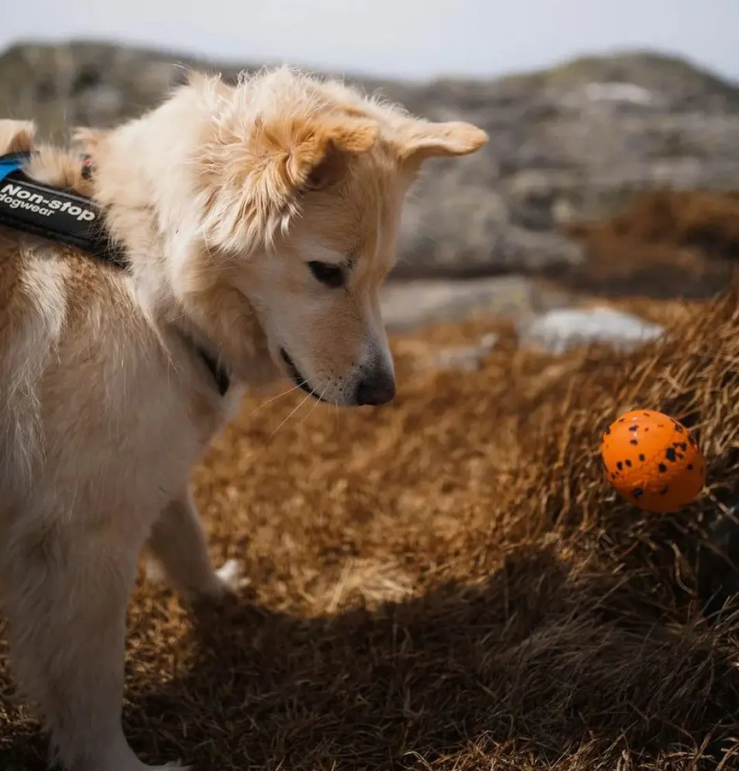 Non-stop Dogwear Dog Ball 70x70 Orange/black