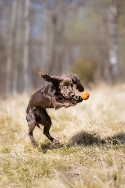 Non-stop Dogwear Dog Ball 70x70 Orange/black