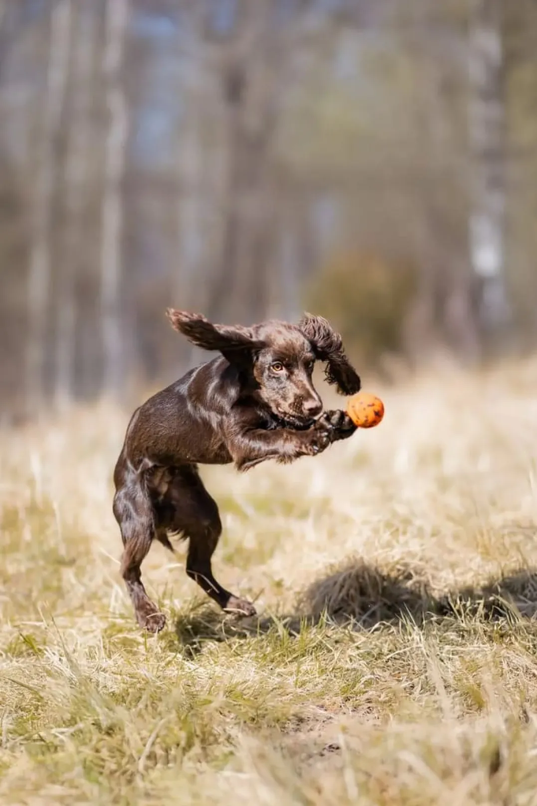 Non-stop Dogwear Dog Ball 70x70 Orange/black
