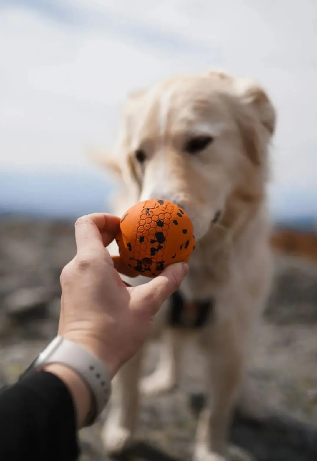 Non-stop Dogwear Dog Ball 70x70 Orange/black