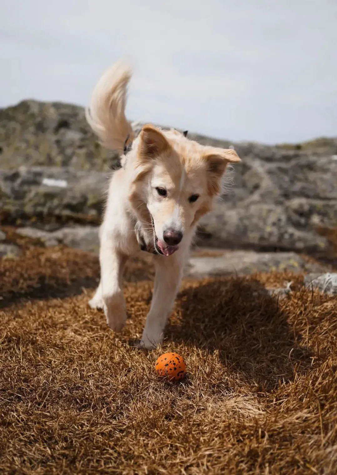 Non-stop Dogwear Dog Ball 60x60 Orange/black