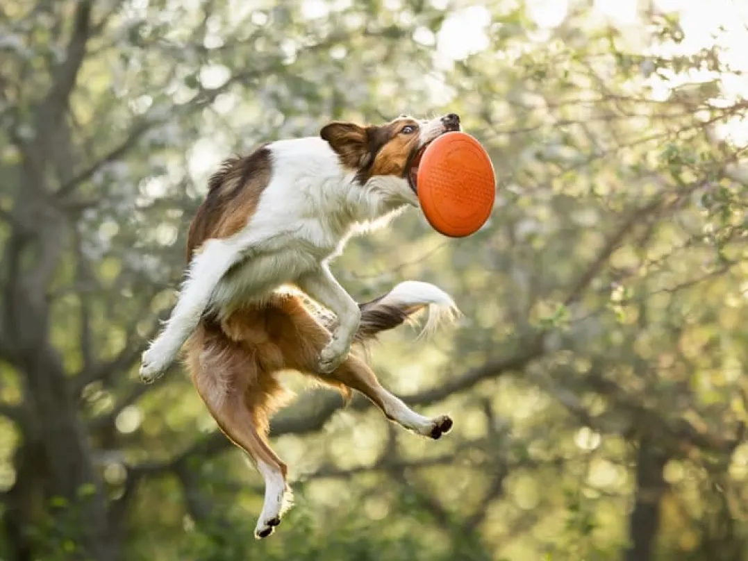 Non-stop Dogwear Dog Flying Disc Orange/black