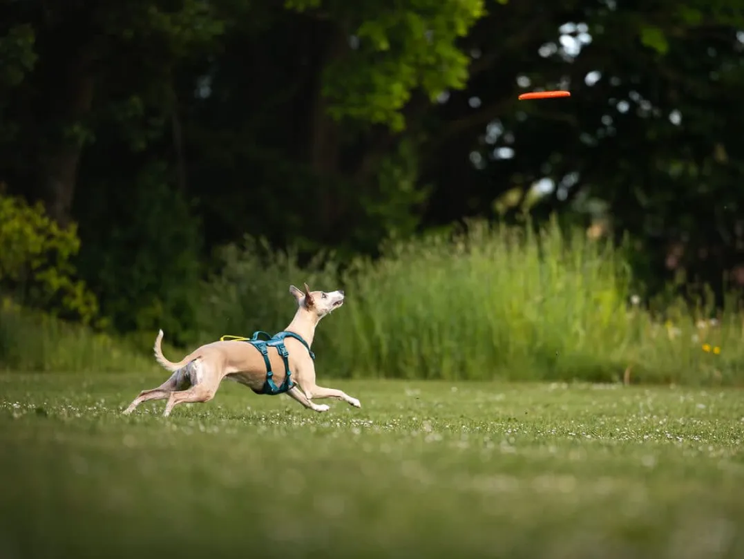 Non-stop Dogwear Dog Flying Disc Orange/black