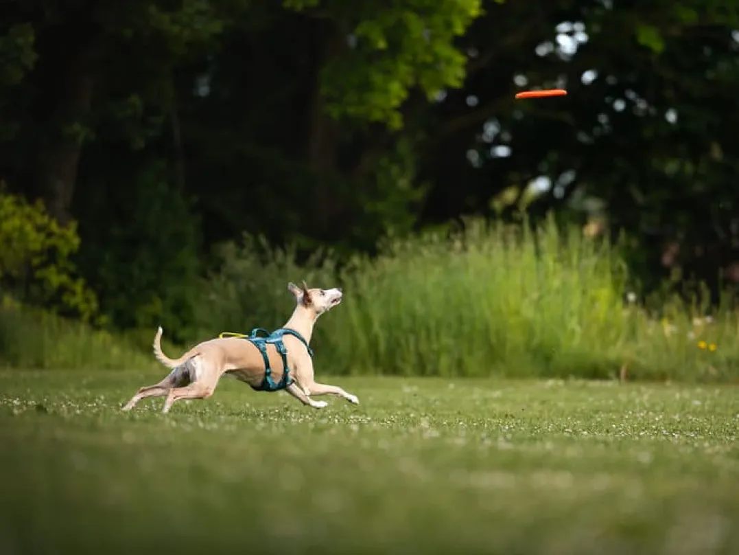 Non-stop Dogwear Dog Flying Disc Orange/black