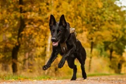 Non-stop Dogwear Freemotion Harness Defense Green