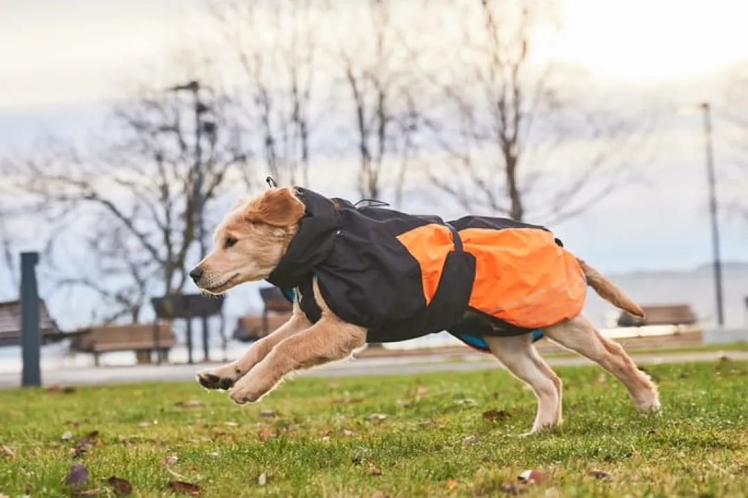 Non-stop Dogwear Glacier Dog Jacket 2.0 Black/Orange