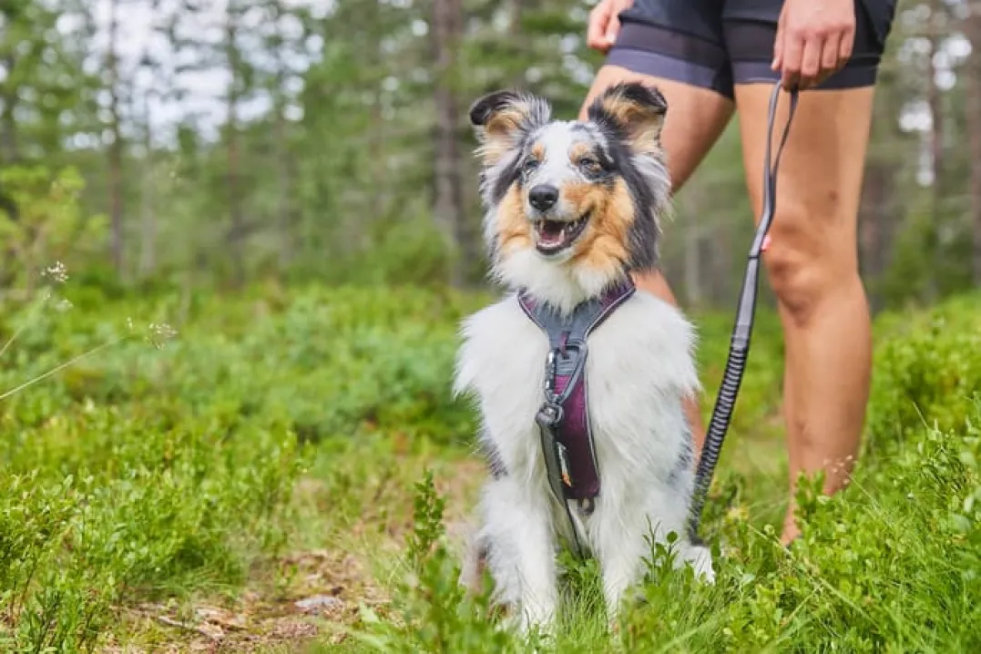 Non-stop Dogwear Line Harness 5.0 Orange