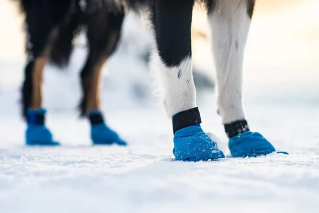 Non-stop Dogwear Long Distance Booties 4-pack (2021) Blue