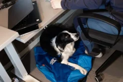 Non-stop Dogwear Ly Sleepingbag For Dog Blue