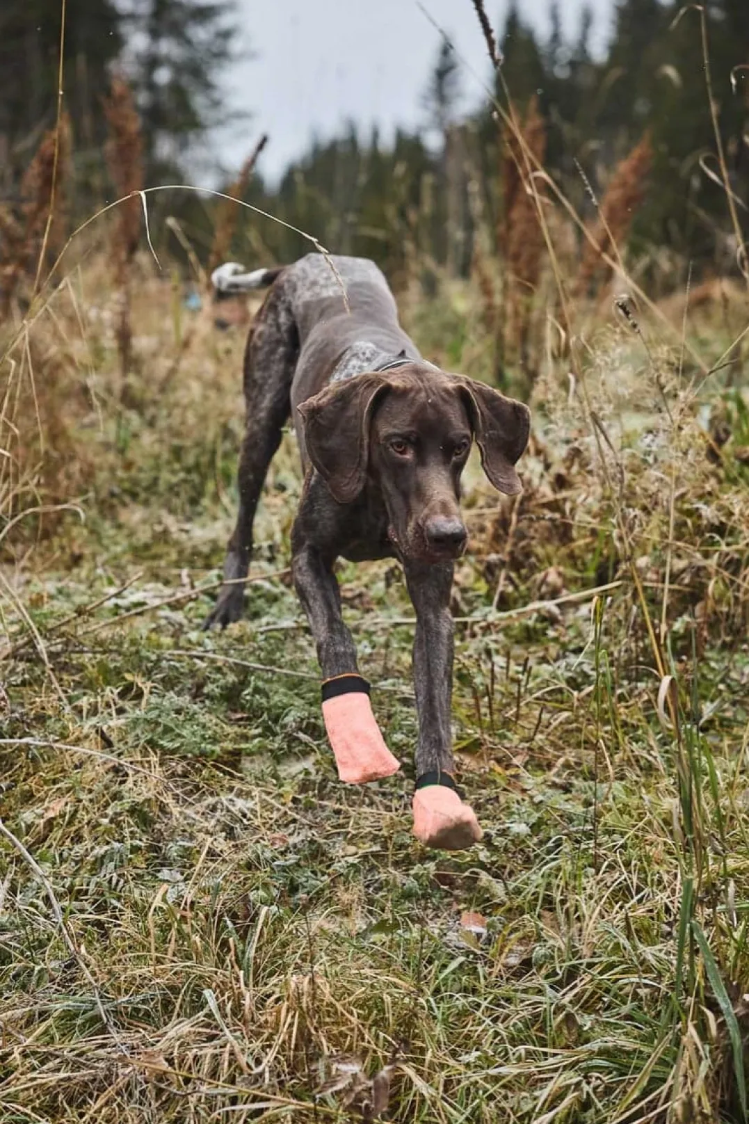 Non-stop Dogwear Protector Light Socks Orange