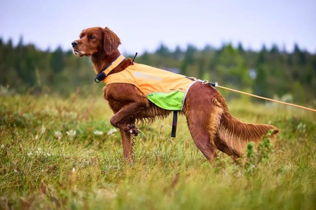 Non-stop Dogwear Protector Round Long Line 15m Orange