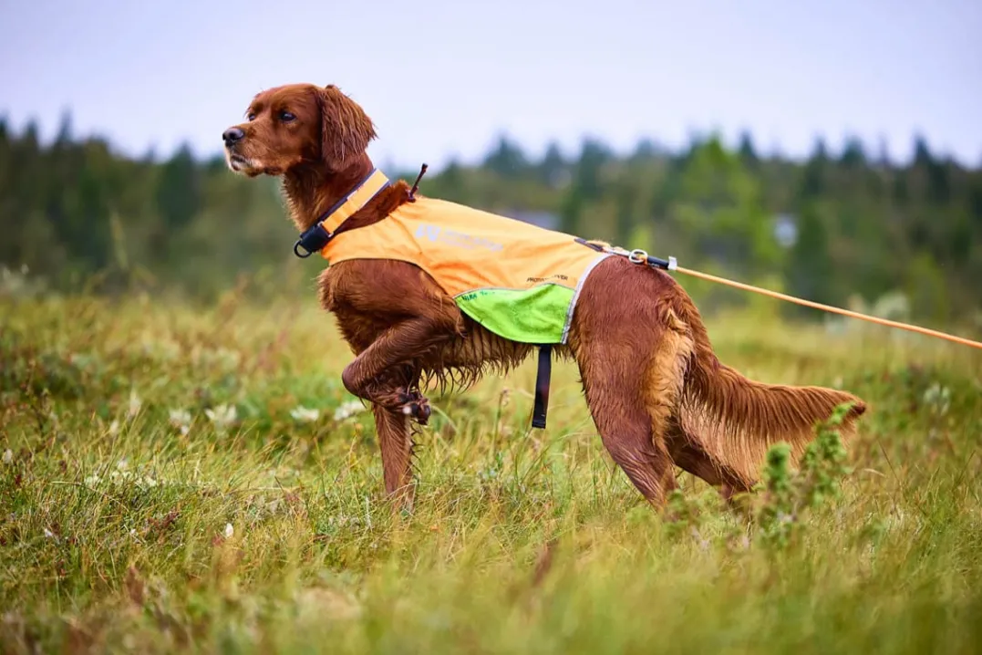 Non-stop Dogwear Protector Round Long Line 15m Orange