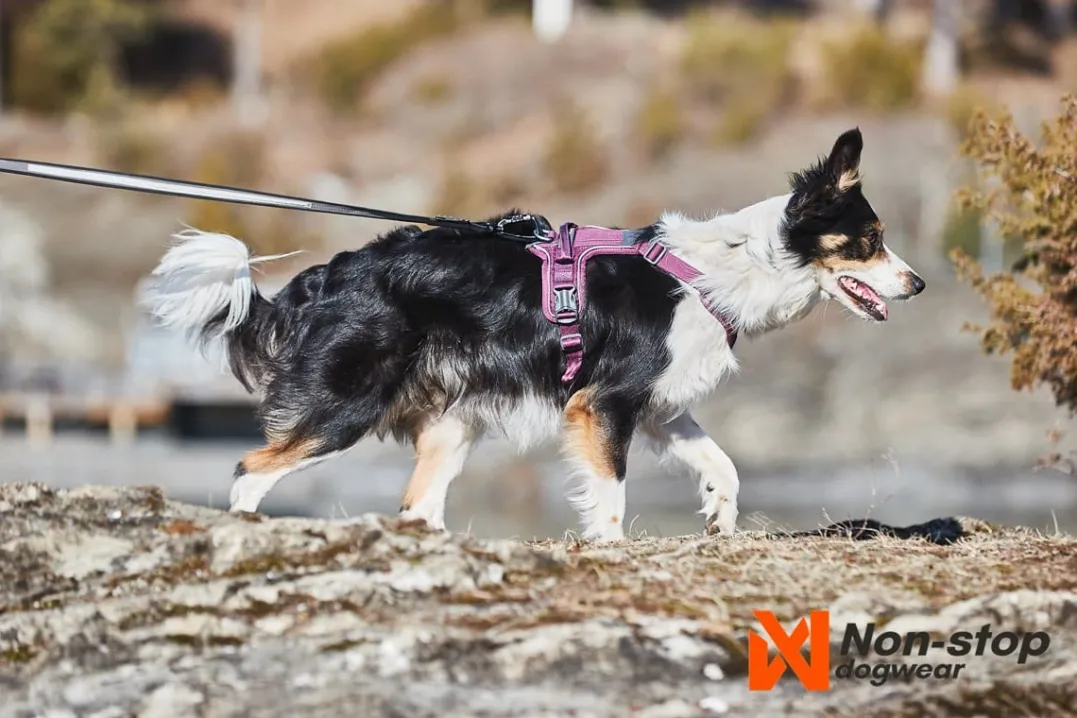 Non-stop Dogwear Ramble Harness Orange