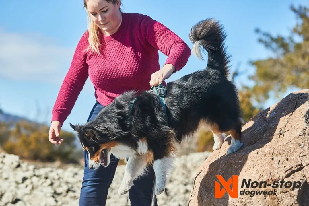 Non-stop Dogwear Ramble Harness Orange