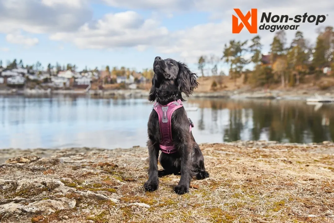 Non-stop Dogwear Ramble Harness Orange