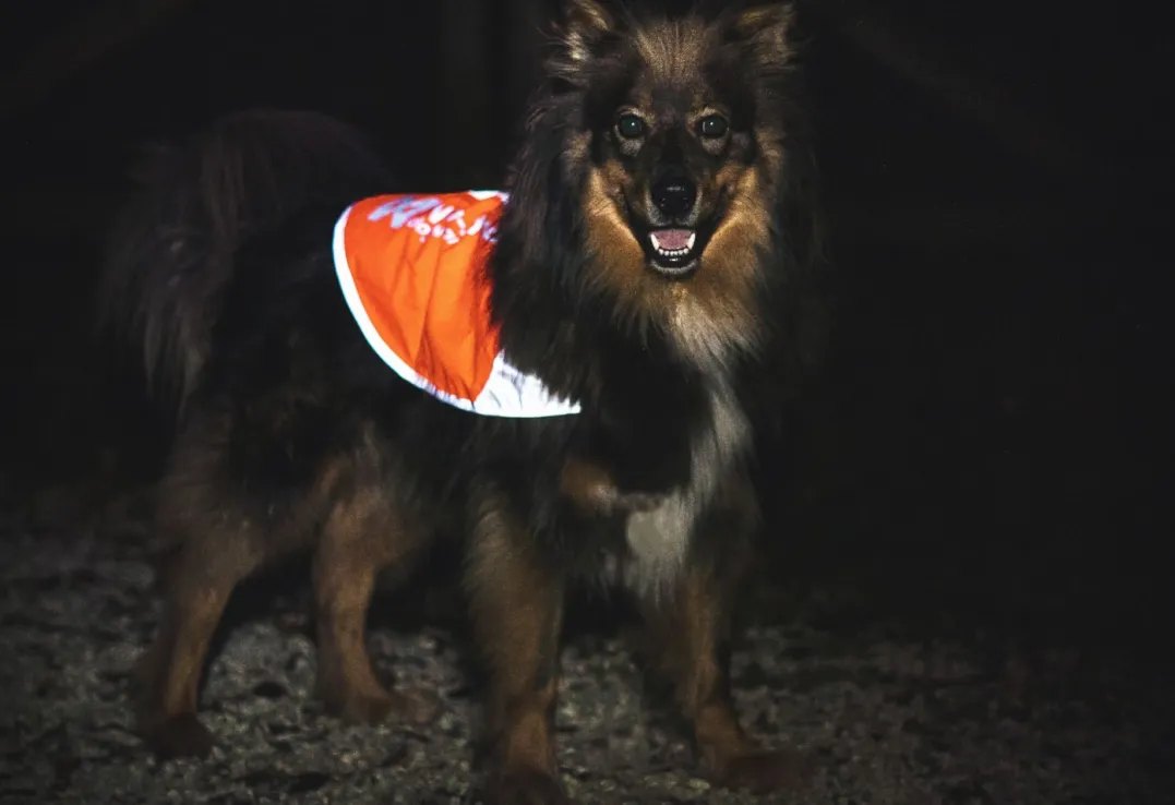 Non-stop Dogwear Reflection Blanket Orange