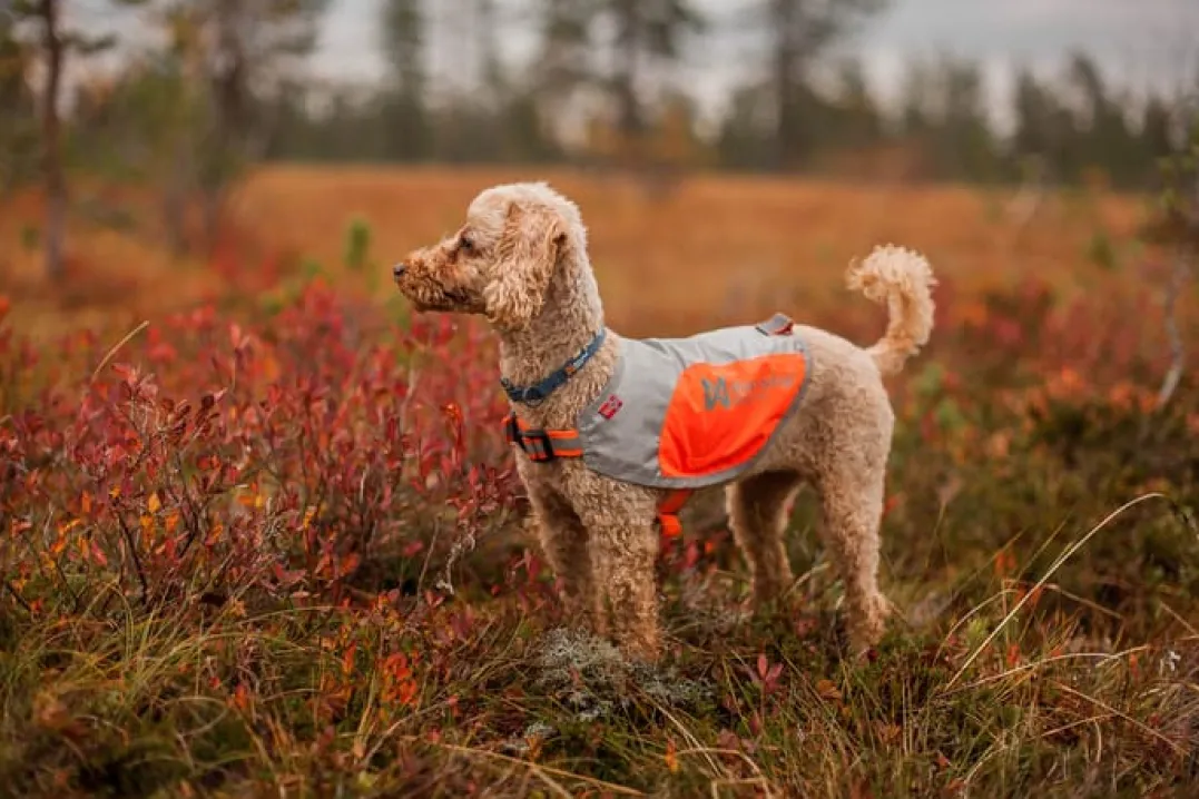 Non-stop Dogwear Reflection Blanket Orange