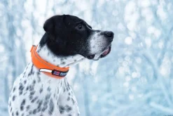 Non-stop Dogwear Safe Collar, Cm Orange