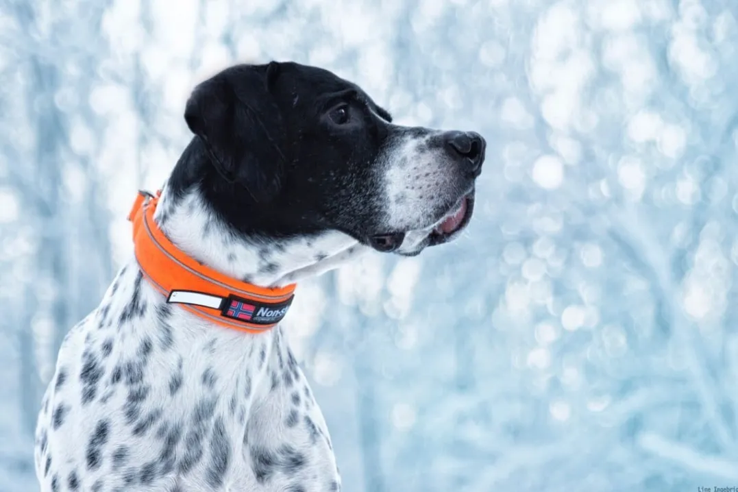 Non-stop Dogwear Safe Collar, Cm Orange