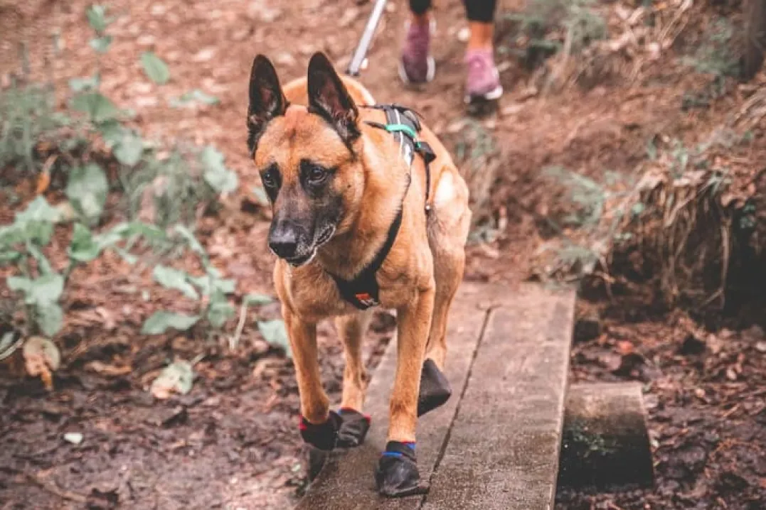Non-stop Dogwear Solid Booties Black