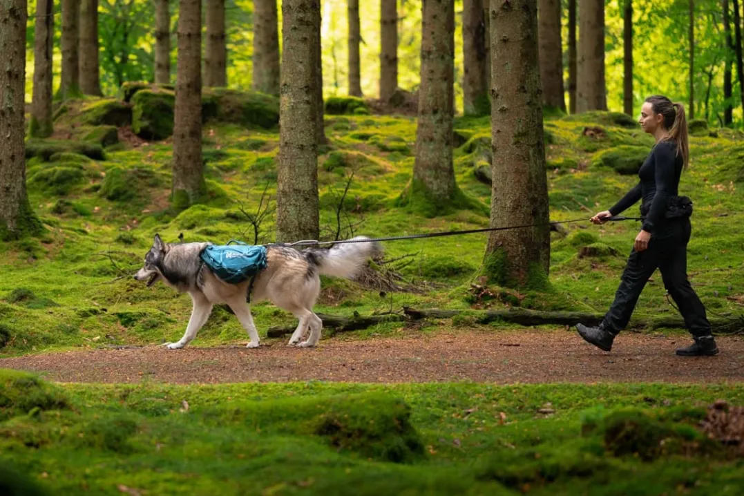 Non-stop Dogwear Trail Quest Dog Backpack Blue
