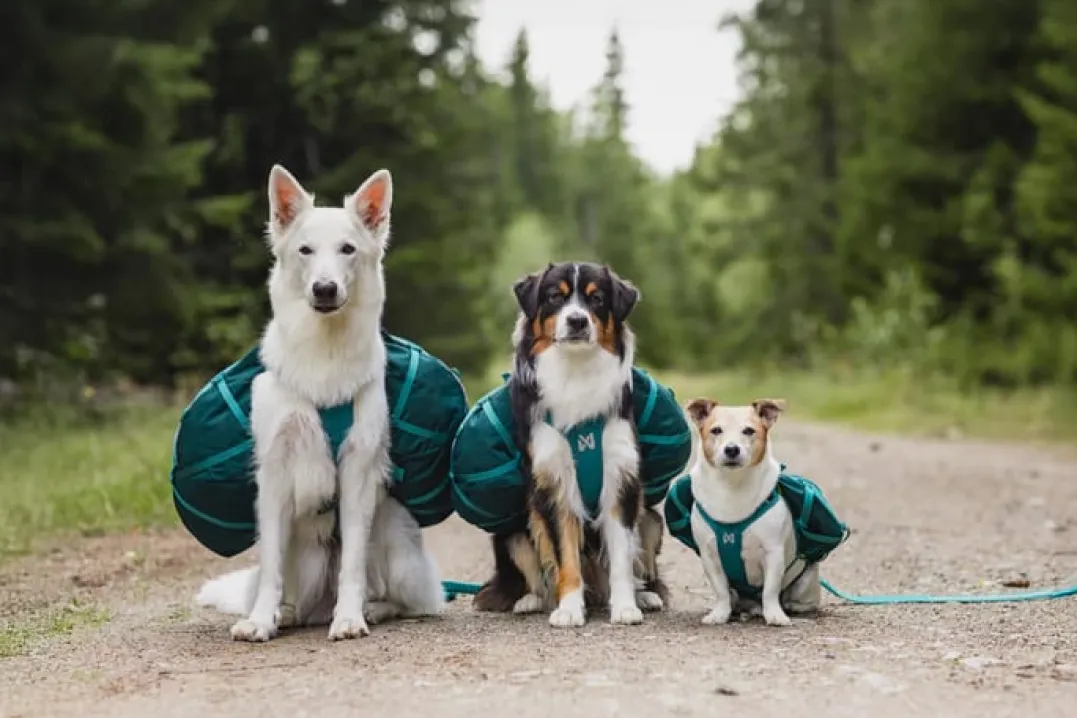 Non-stop Dogwear Trail Quest Dog Backpack Blue