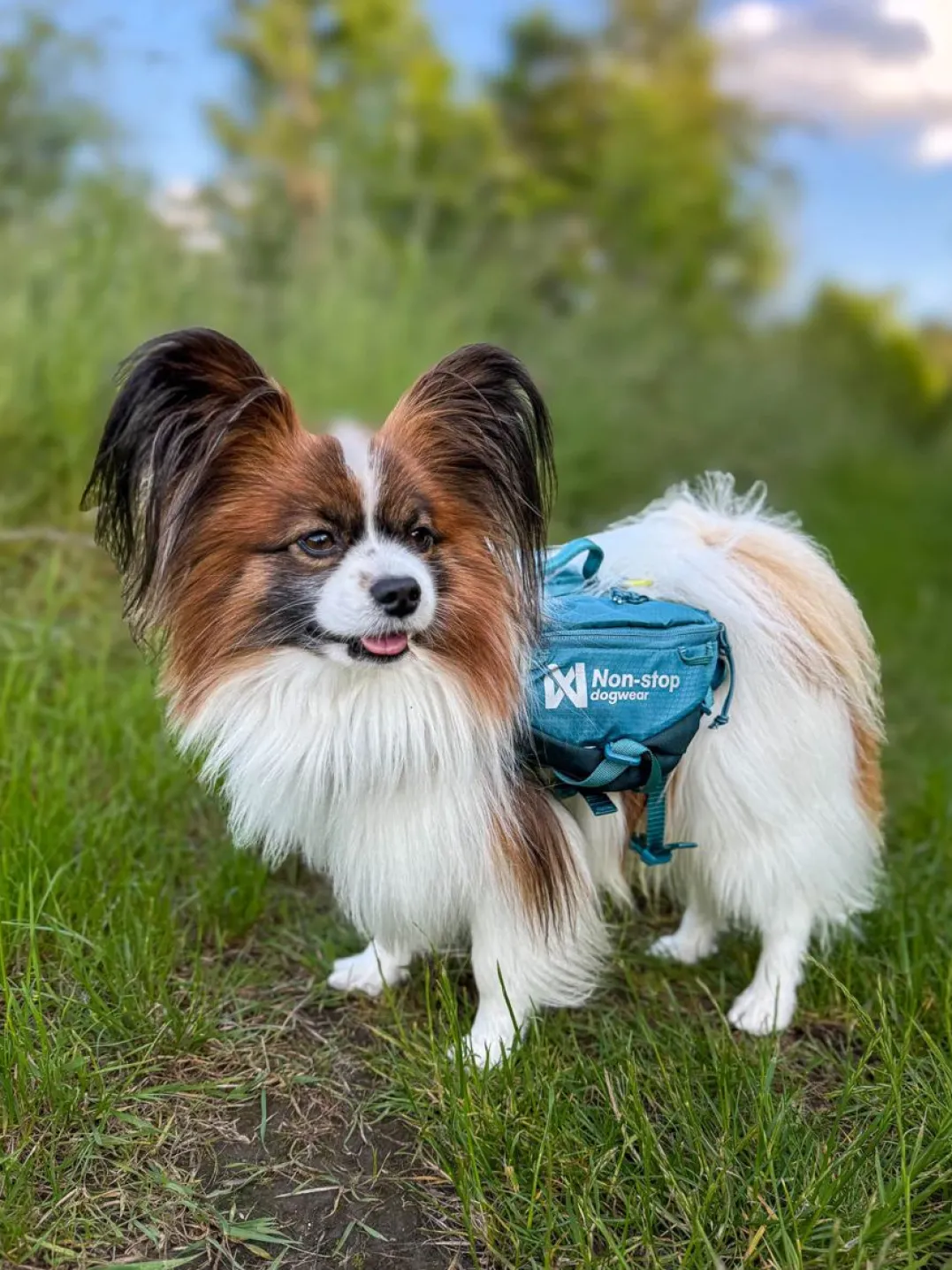 Non-stop Dogwear Trail Quest Dog Backpack Blue