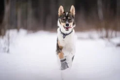 Seleverkstedet Seleverkstedet Endurance grey dog boot 4pk Grå/svart