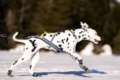 Seleverkstedet Seleverkstedet Nome racing dog harness Grå/svart/gul