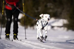 Seleverkstedet Seleverkstedet Nome racing dog harness Grå/svart/gul