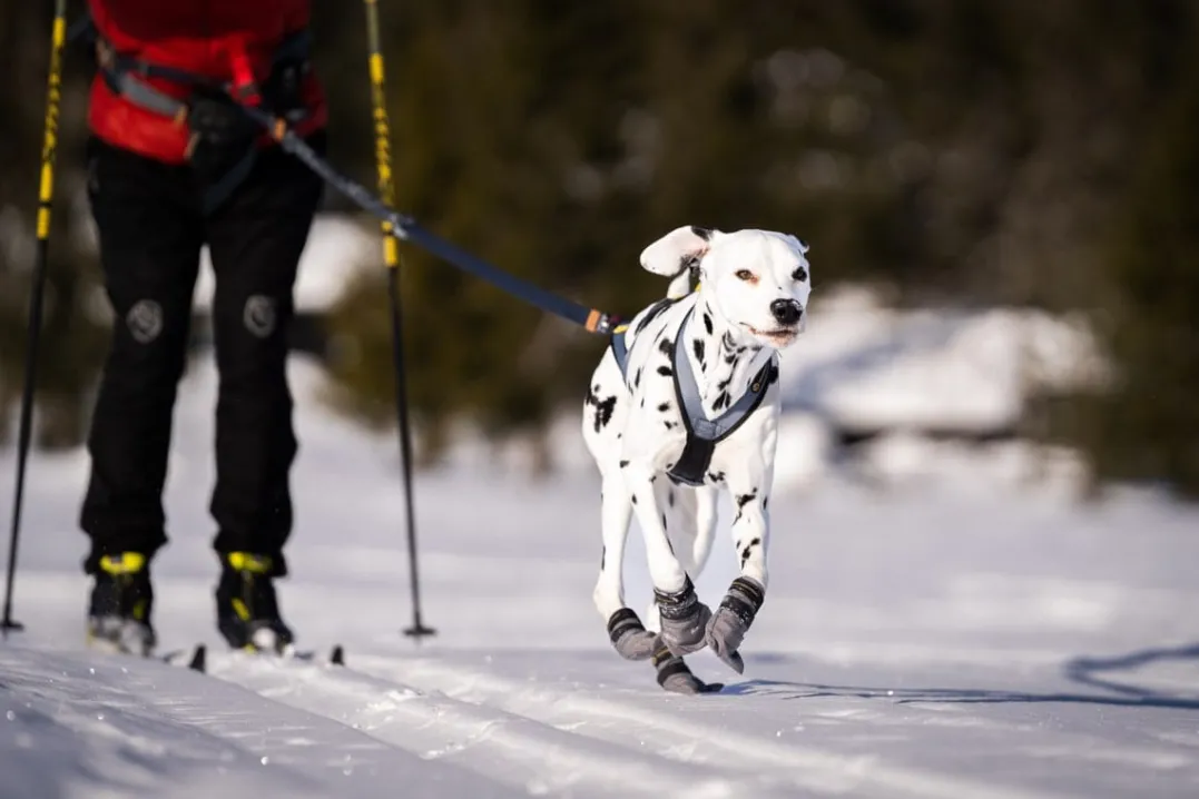 Seleverkstedet Seleverkstedet Nome racing dog harness Grå/svart/gul
