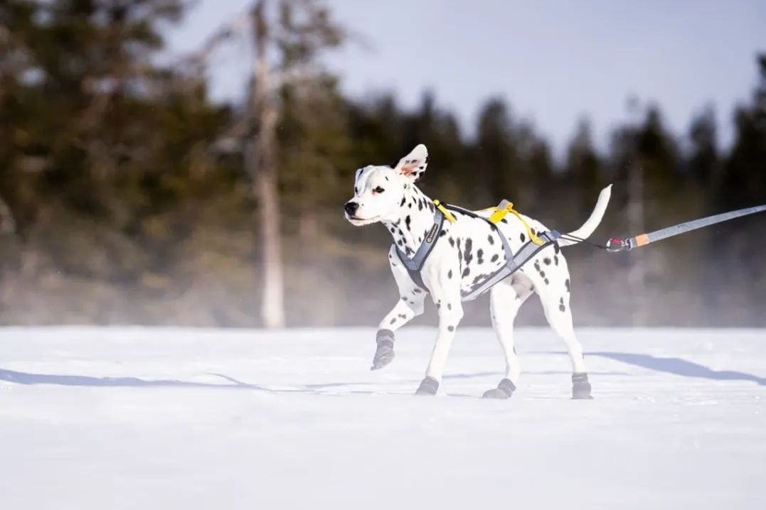 Seleverkstedet Seleverkstedet Nome racing dog harness Grå/svart/gul