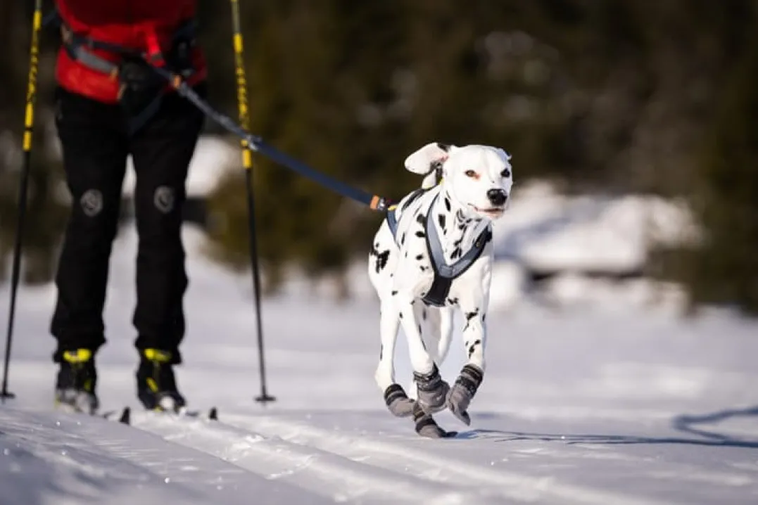Seleverkstedet Seleverkstedet Nome racing dog harness Grå/svart/gul