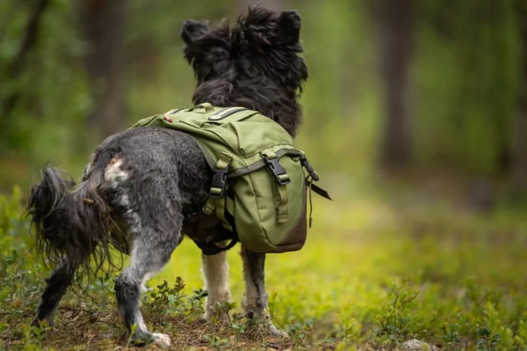 Seleverkstedet Togo hundekløv Grønn/brun Mini+