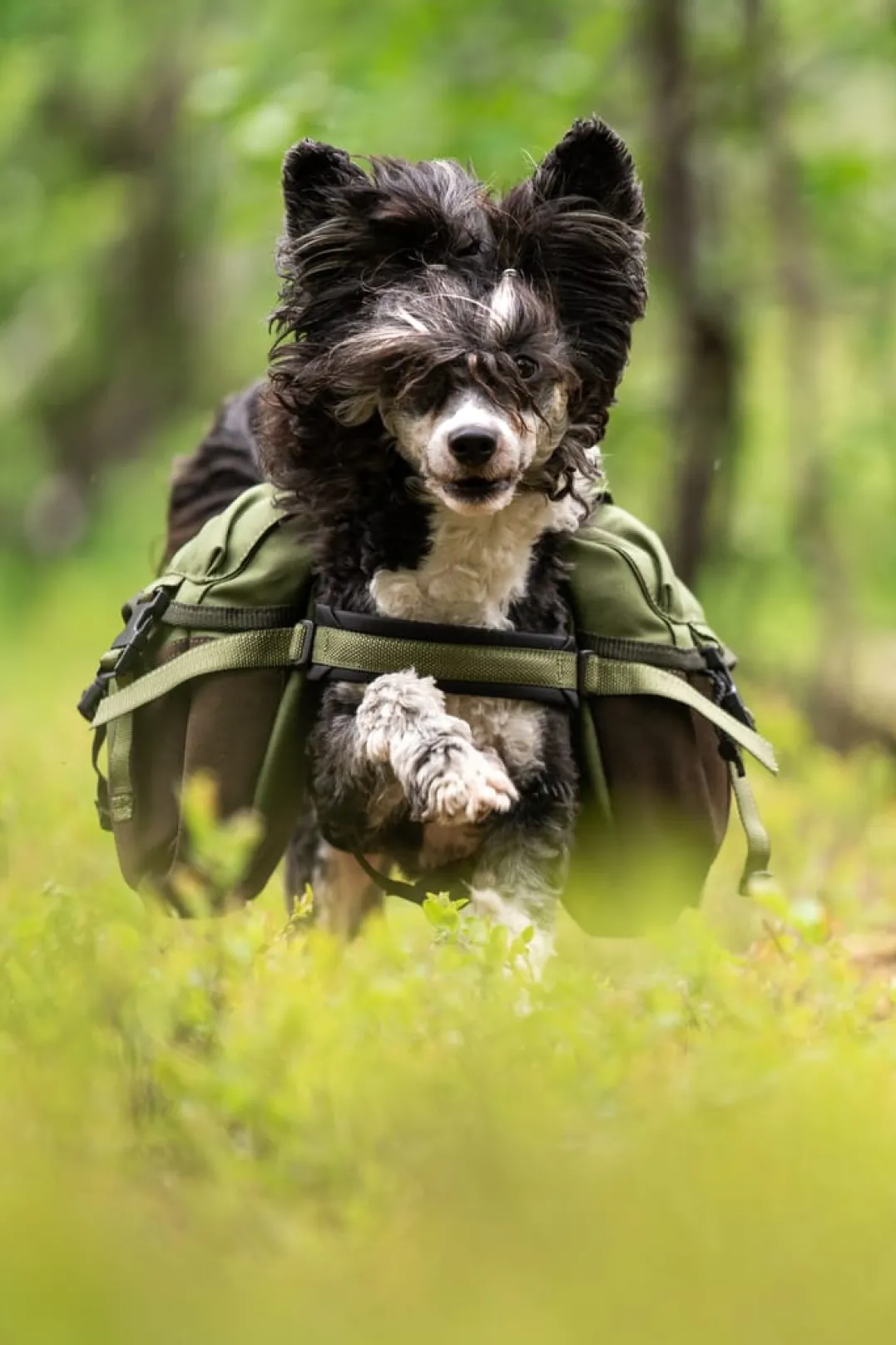 Seleverkstedet Togo hundekløv Grønn/brun Mini+
