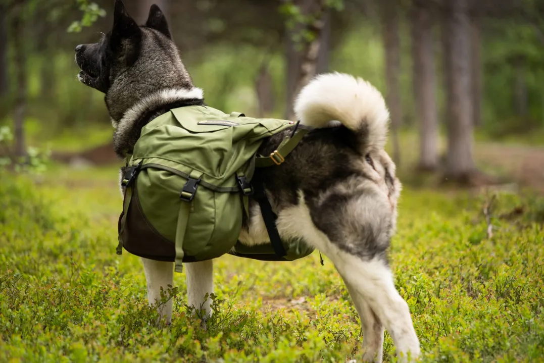 Seleverkstedet Togo hundekløv Grønn/brun L