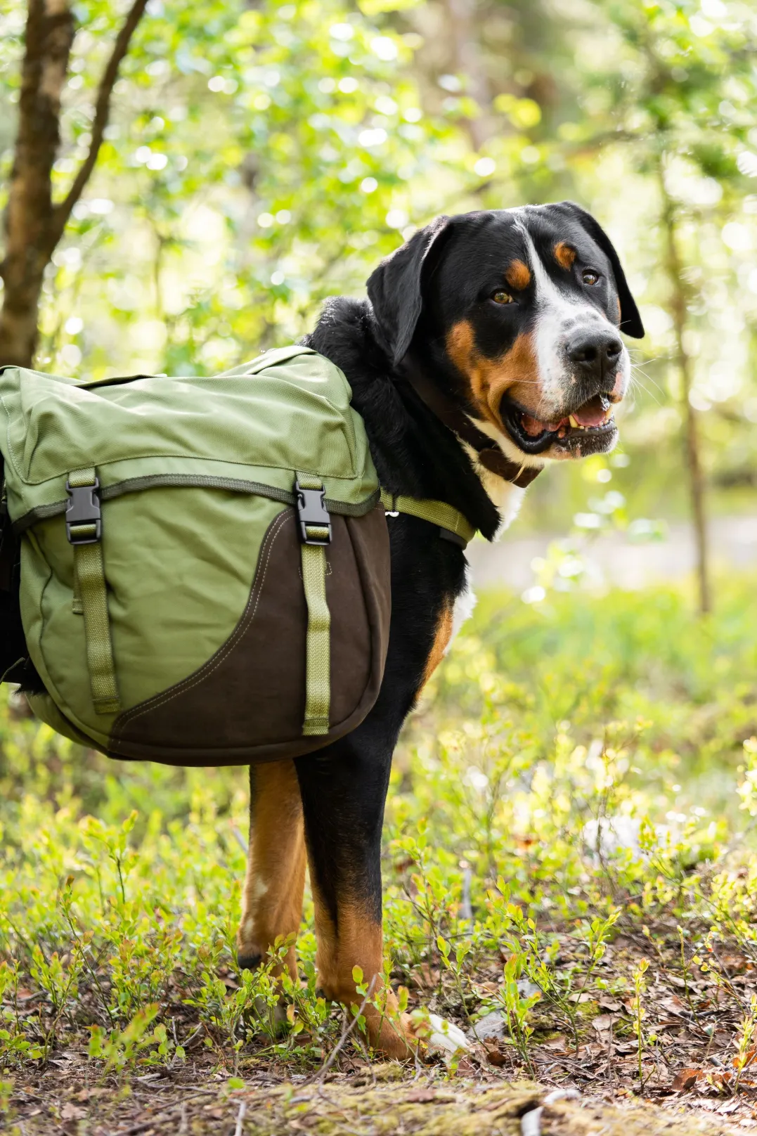 Seleverkstedet Togo hundekløv Grønn/brun XL