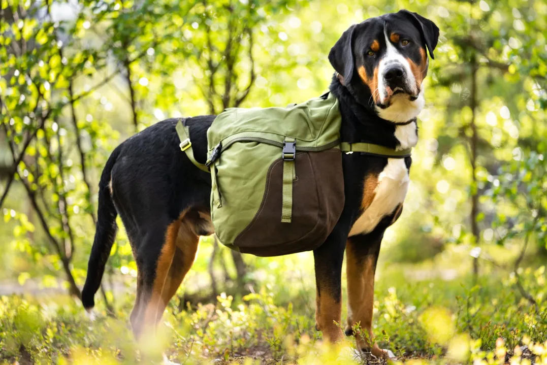 Seleverkstedet Togo hundekløv Grønn/brun XL