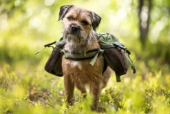 Seleverkstedet Togo hundekløv Grønn/brun Mini