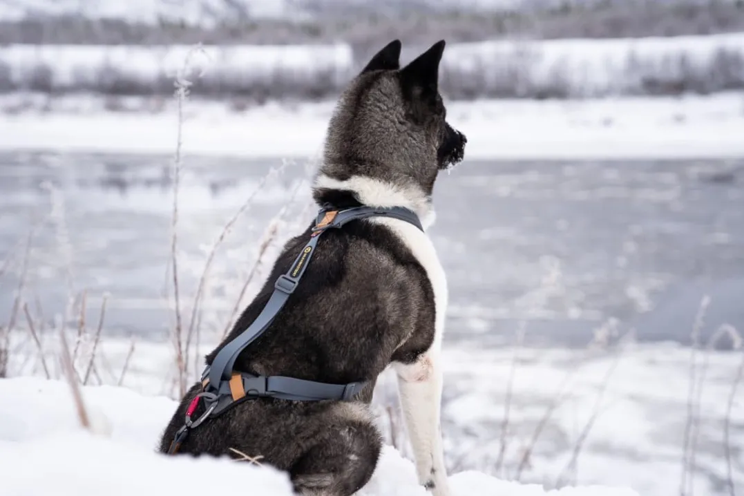 Seleverkstedet Trekreg dog harness Grå/brun XS
