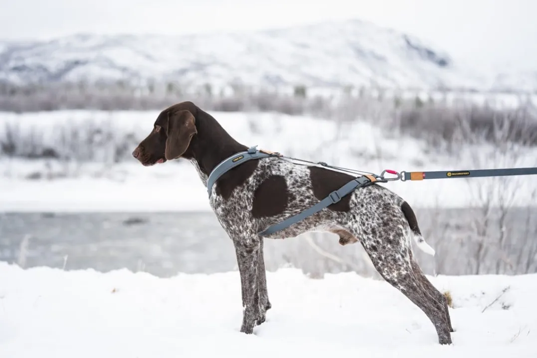 Seleverkstedet Trekreg dog harness Grå/brun XS
