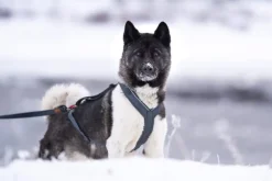 Seleverkstedet Trekreg dog harness Grå/brun XS
