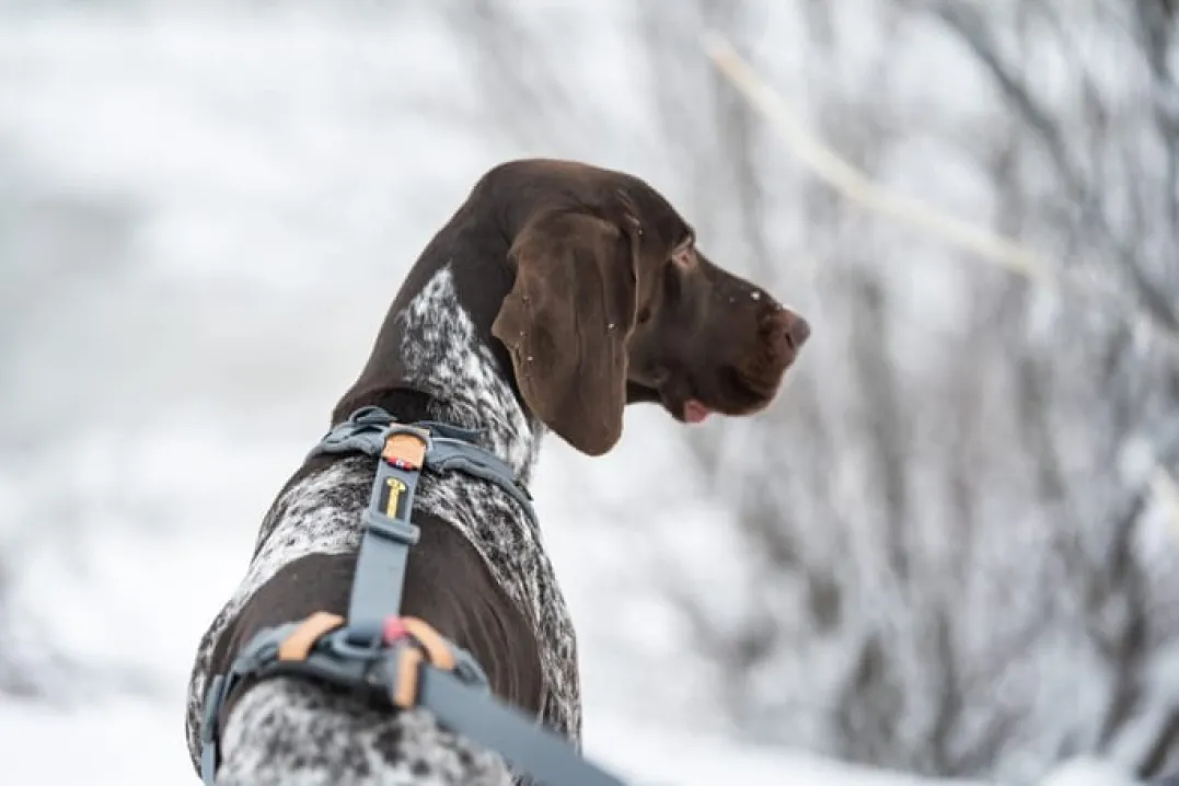 Seleverkstedet Trekreg dog harness Grå/brun XS